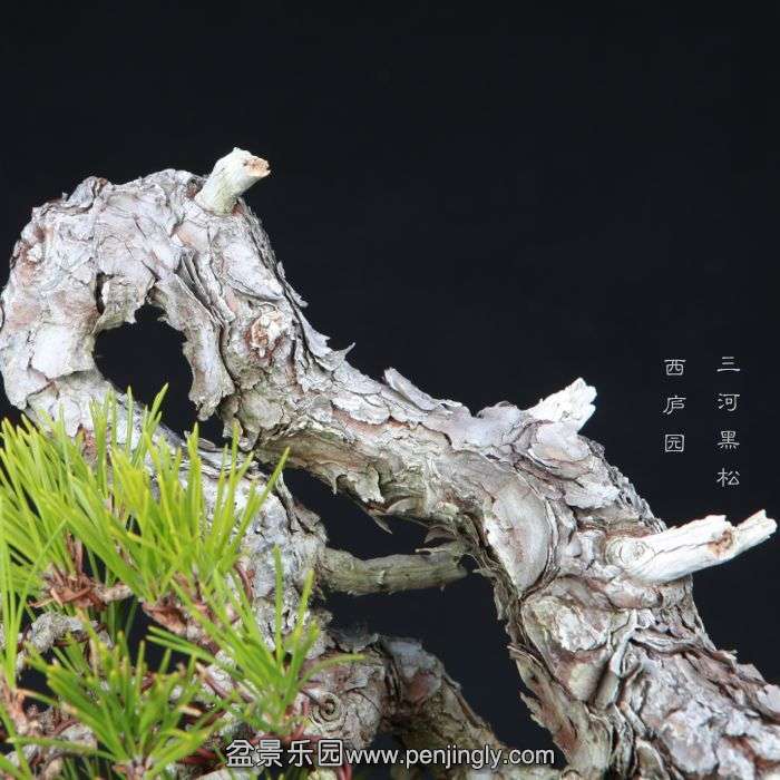 bonsai15013104.jpg