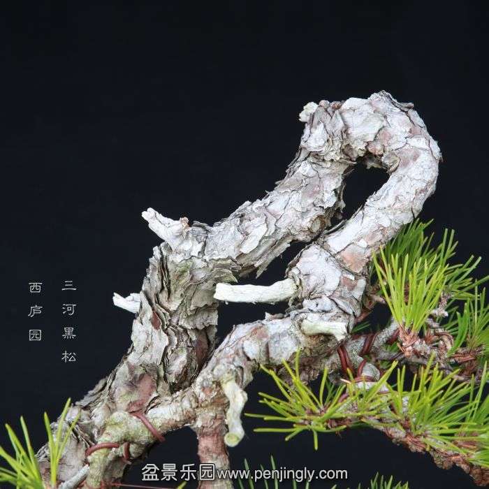 bonsai15013106.jpg