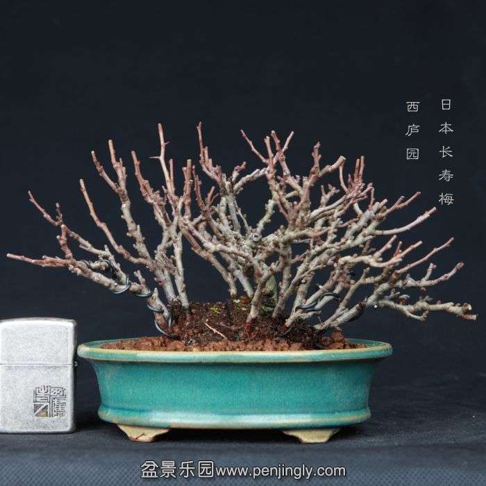 bonsai15013110.jpg