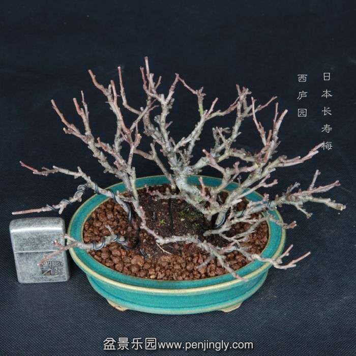 bonsai15013111.jpg