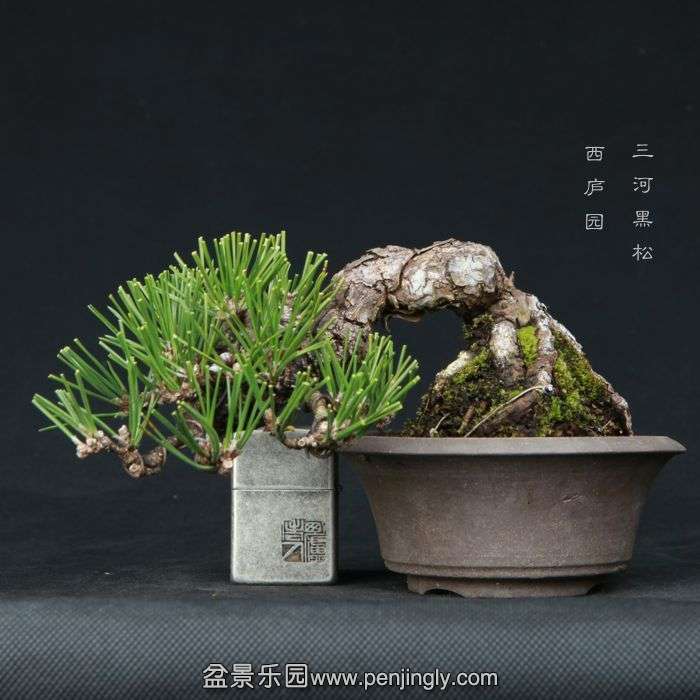 bonsai15013112.jpg