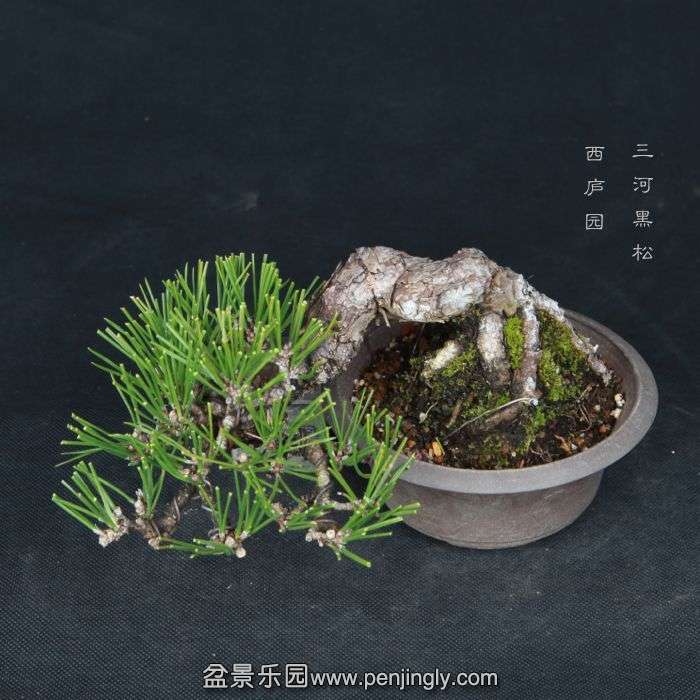 bonsai15013113.jpg