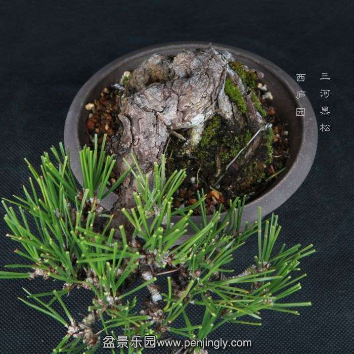 bonsai15013114.jpg