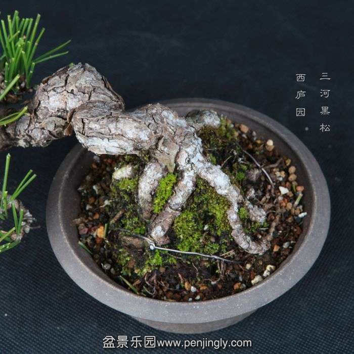 bonsai15013115.jpg