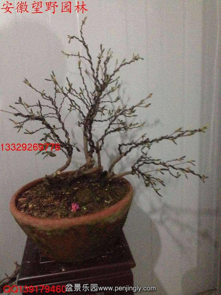 6A2DDD207C0C29A04961337D42641395.jpg
