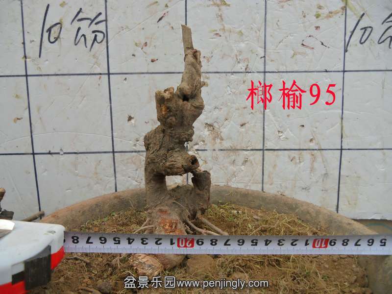 CIMG4336.JPG
