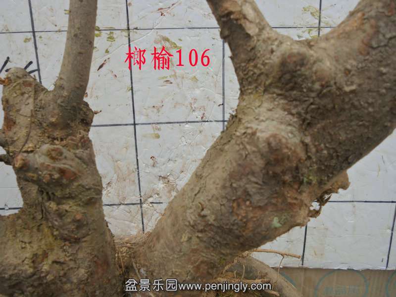 CIMG4368.JPG