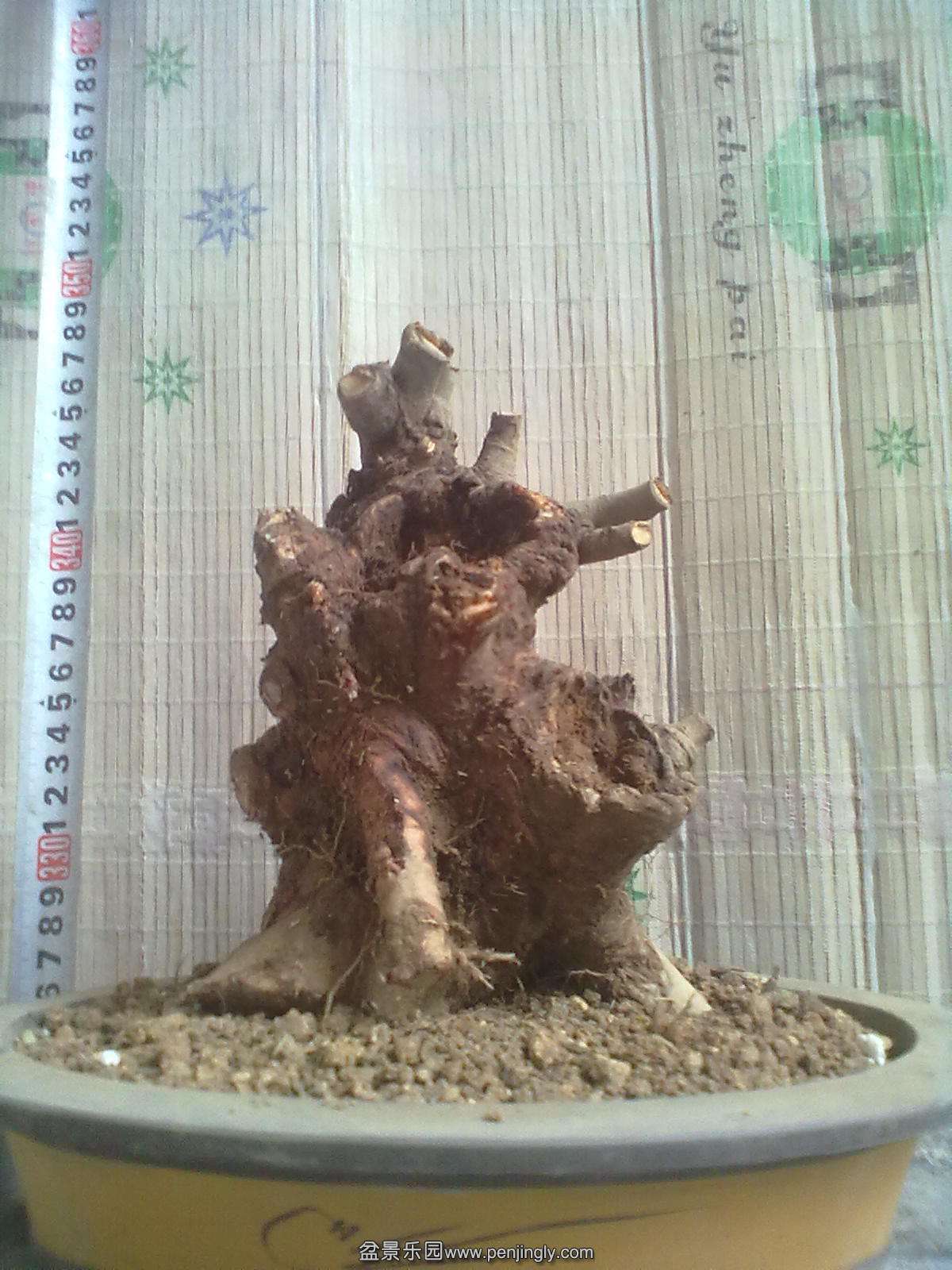 20150203648.jpg