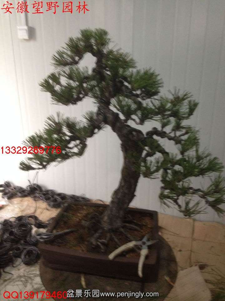 6B78FCFDA96F50570BBDBE1A04F1058A.jpg