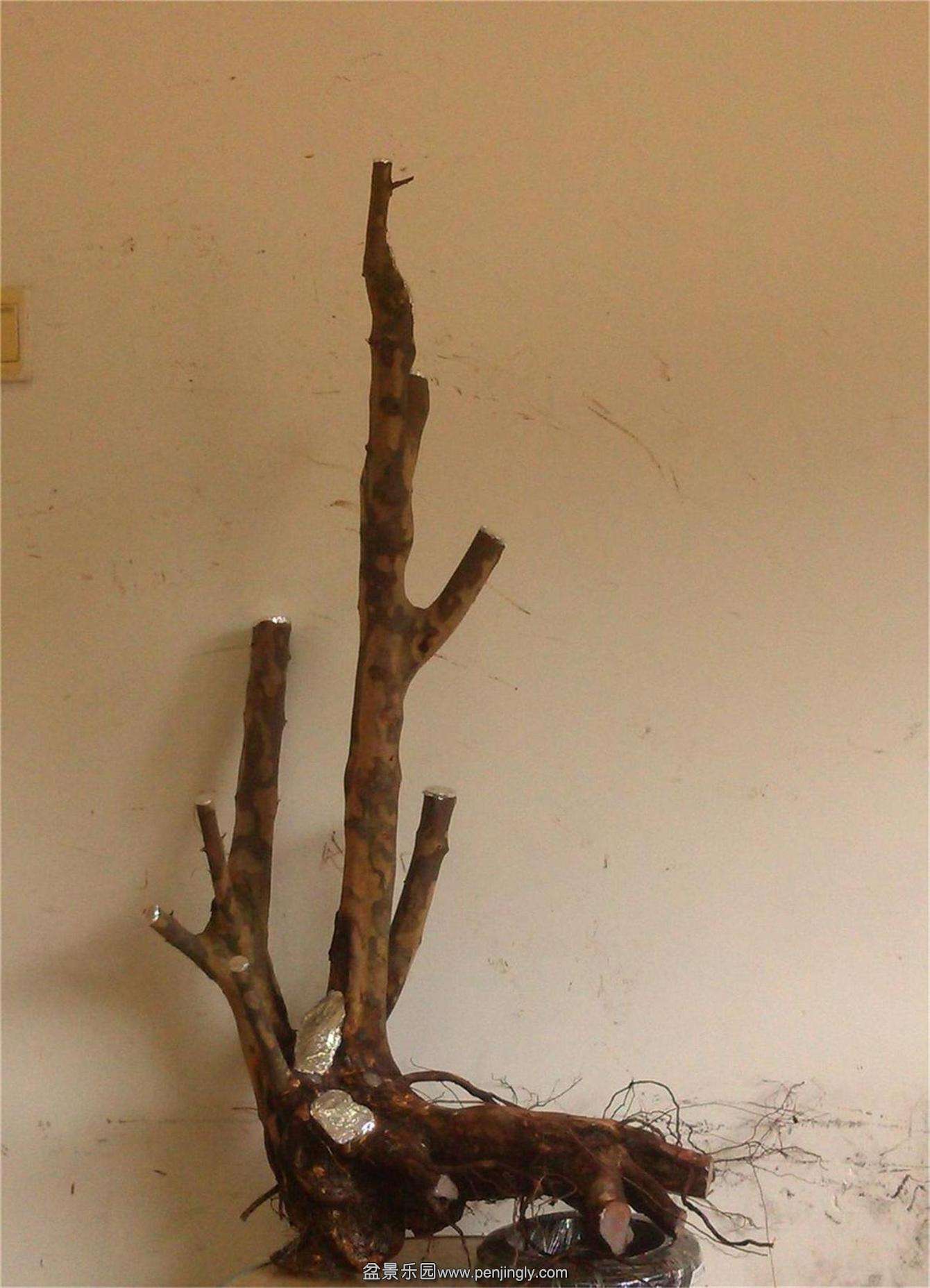 ȸ÷׮151IMG_20150209_132720_2345ͼ.jpg