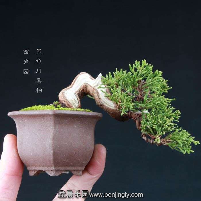 bonsai15020903.jpg