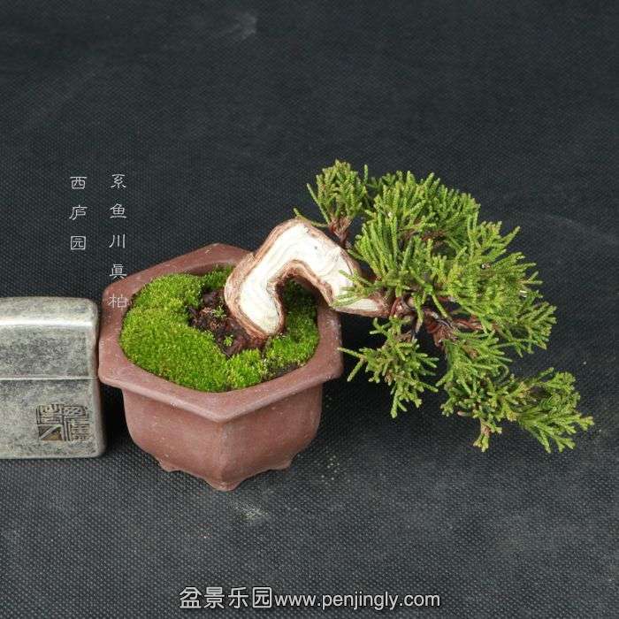 bonsai15020902.jpg
