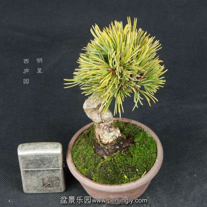 bonsai15020905.jpg