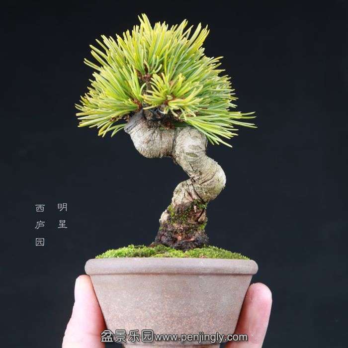 bonsai15020906.jpg