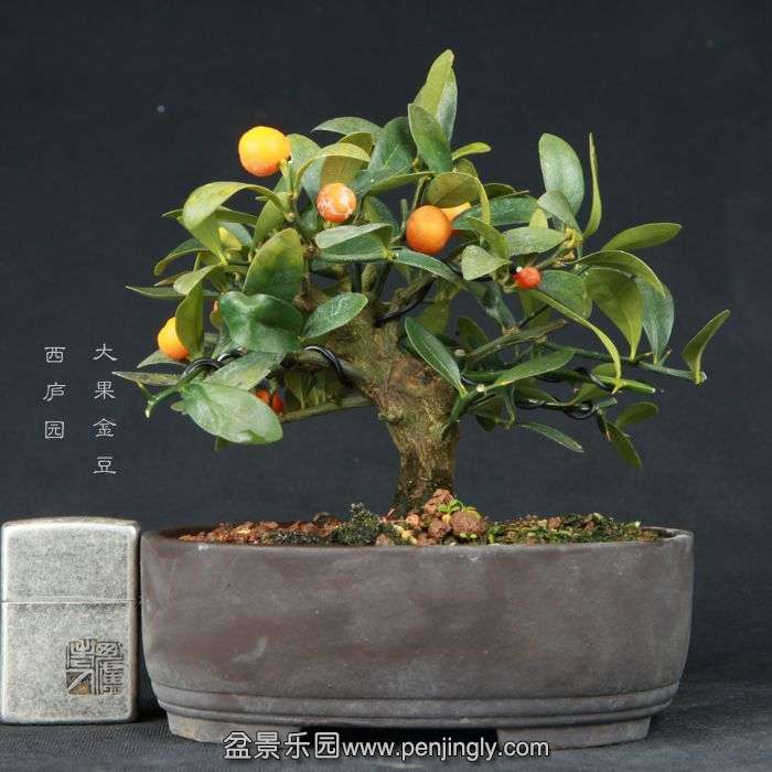 bonsai15020907.jpg