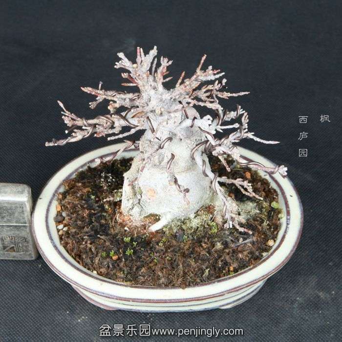 bonsai15020910.jpg