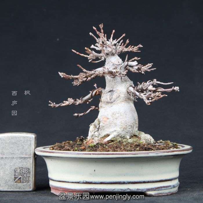 bonsai15020909.jpg