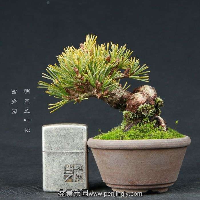 bonsai15020911.jpg
