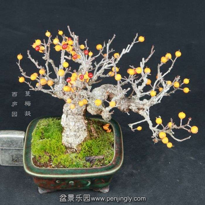 bonsai15020914.jpg