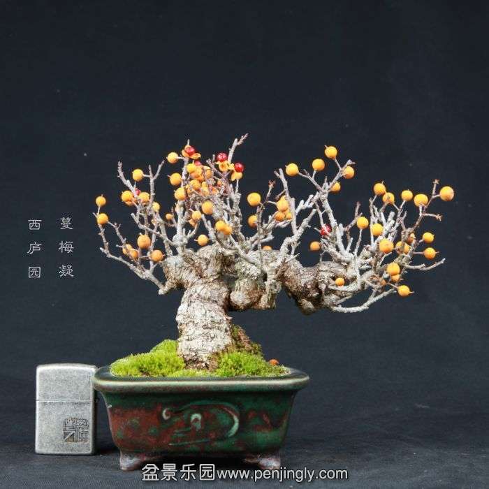 bonsai15020913.jpg