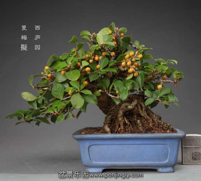 bonsai14112225.jpg