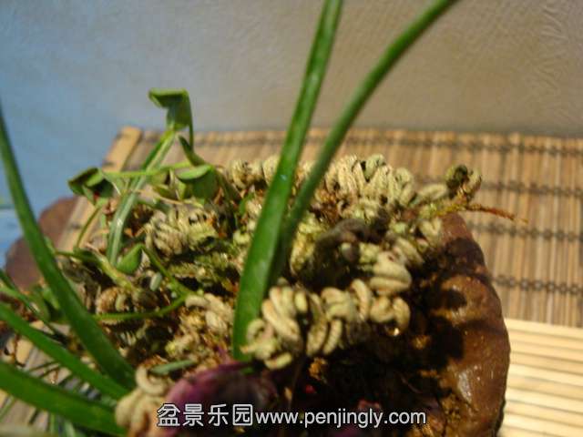 DSC00177.JPG