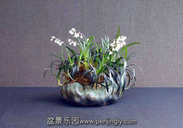 Ophiopogon nigrescens.jpg