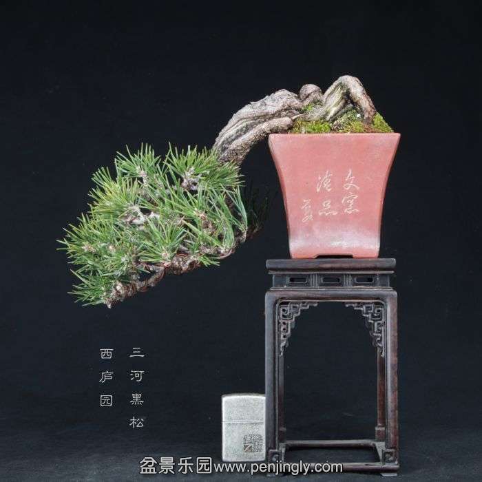 bonsai15021103.jpg