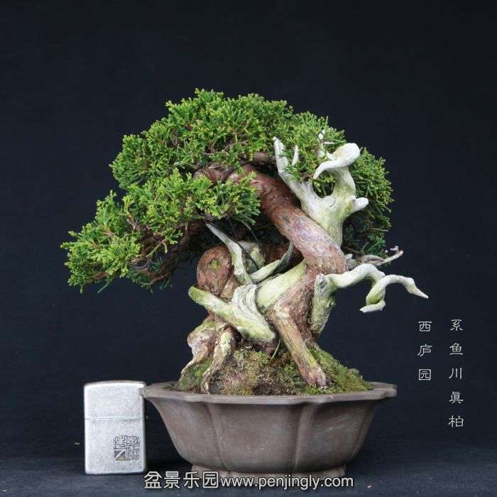 bonsai15021105.jpg