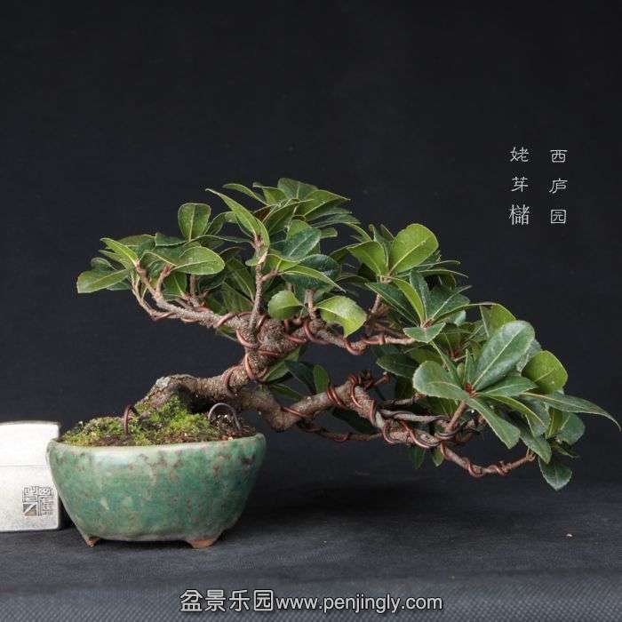 bonsai15021108.jpg