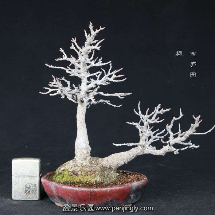 bonsai15021111.jpg