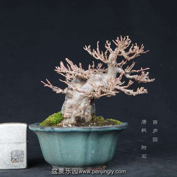 bonsai15021113.jpg