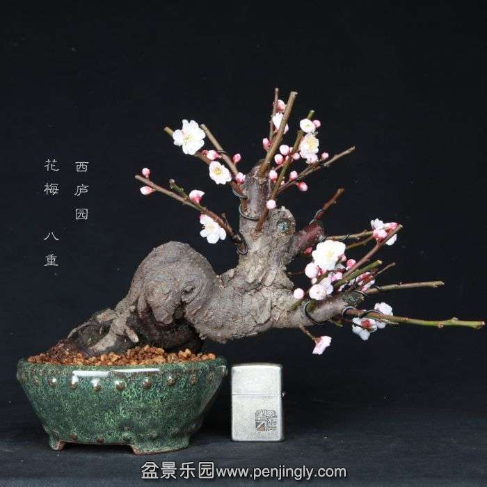 bonsai15021119.jpg