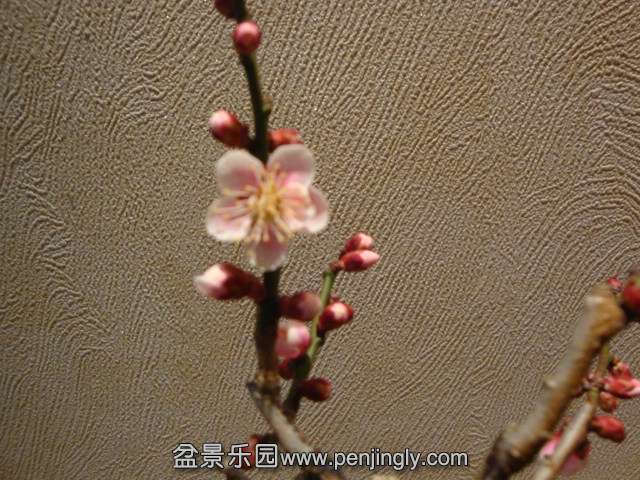 DSC00215.JPG