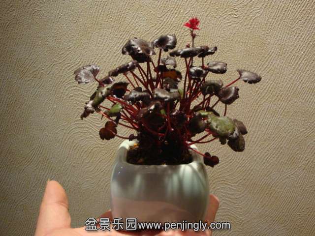 DSC00212.JPG