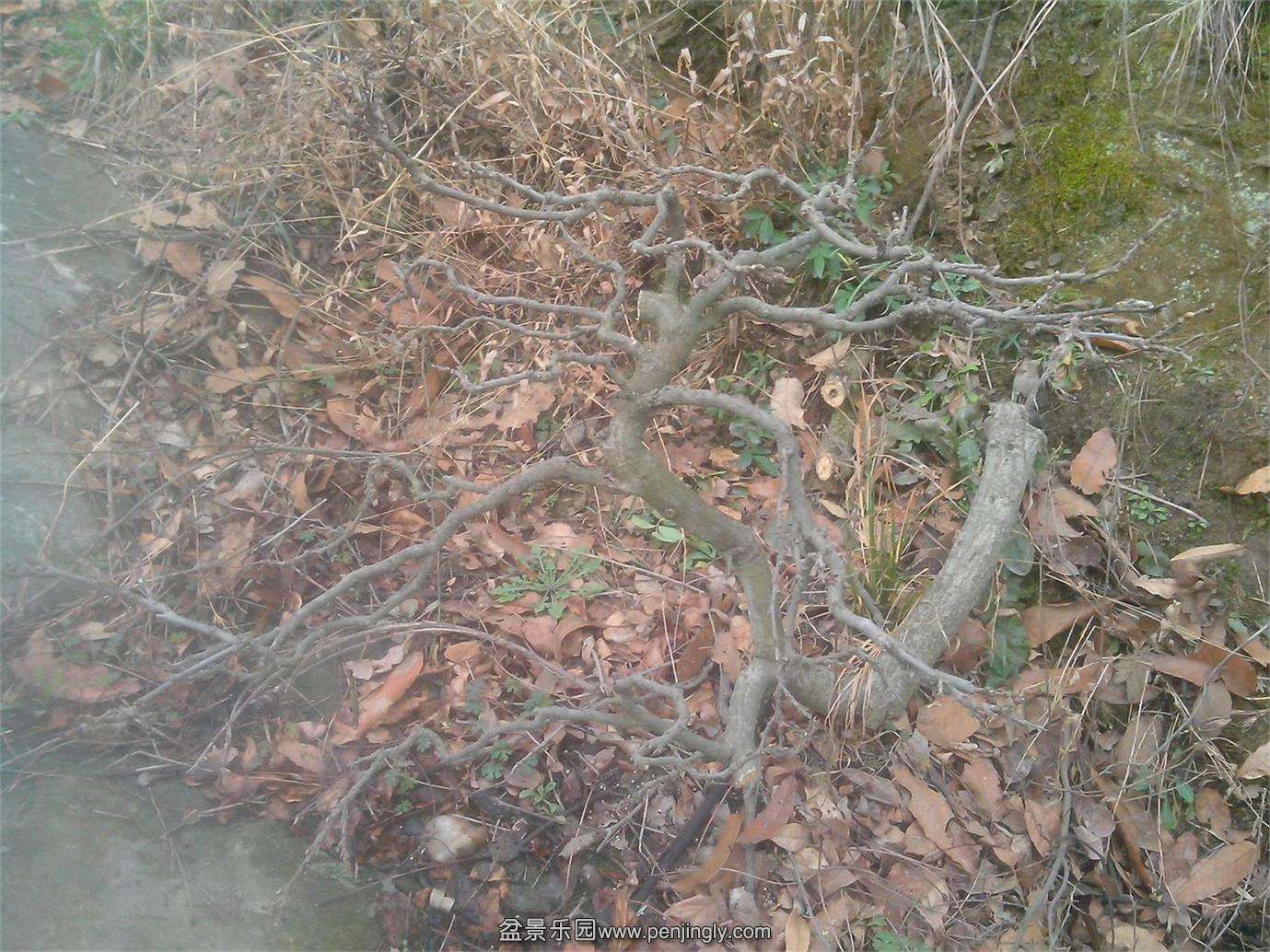 IMG20150222002.jpg