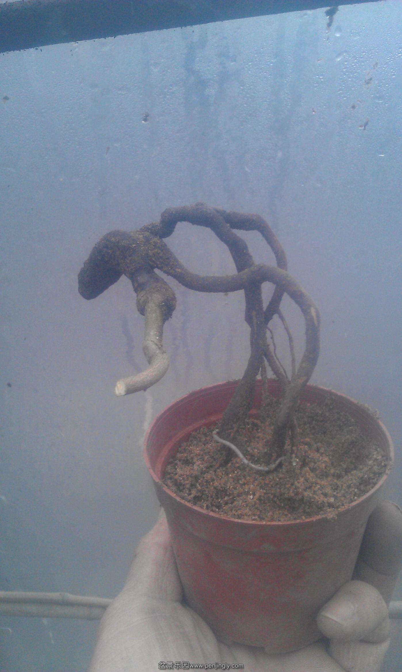 IMAG2435.jpg