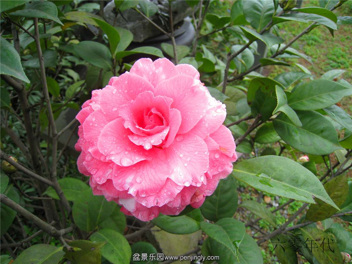 軨--1
