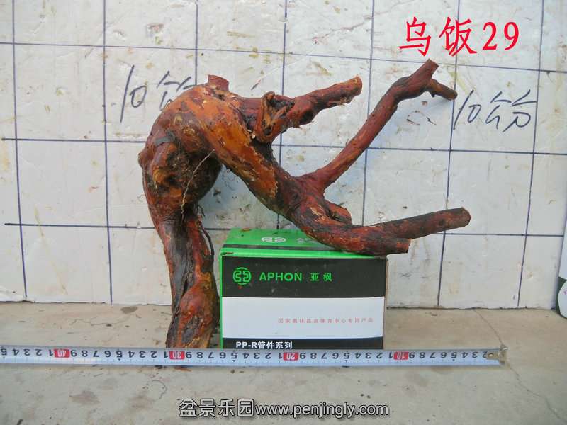 CIMG4497.JPG
