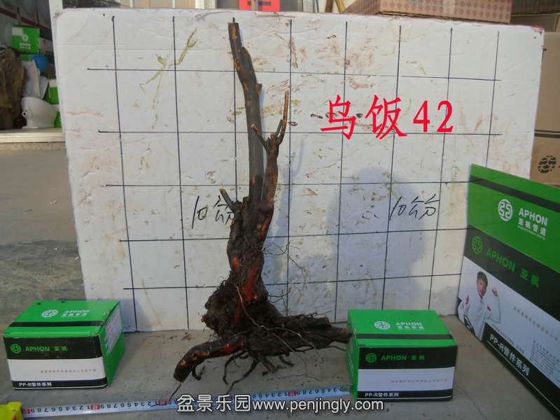 CIMG4538.JPG