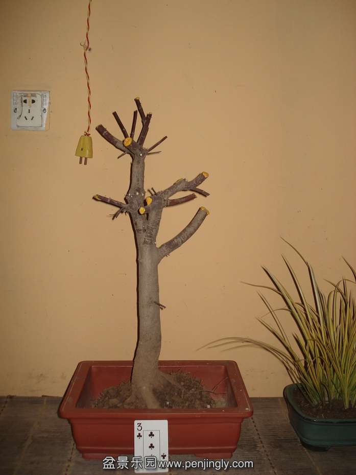 DSC01793.JPG