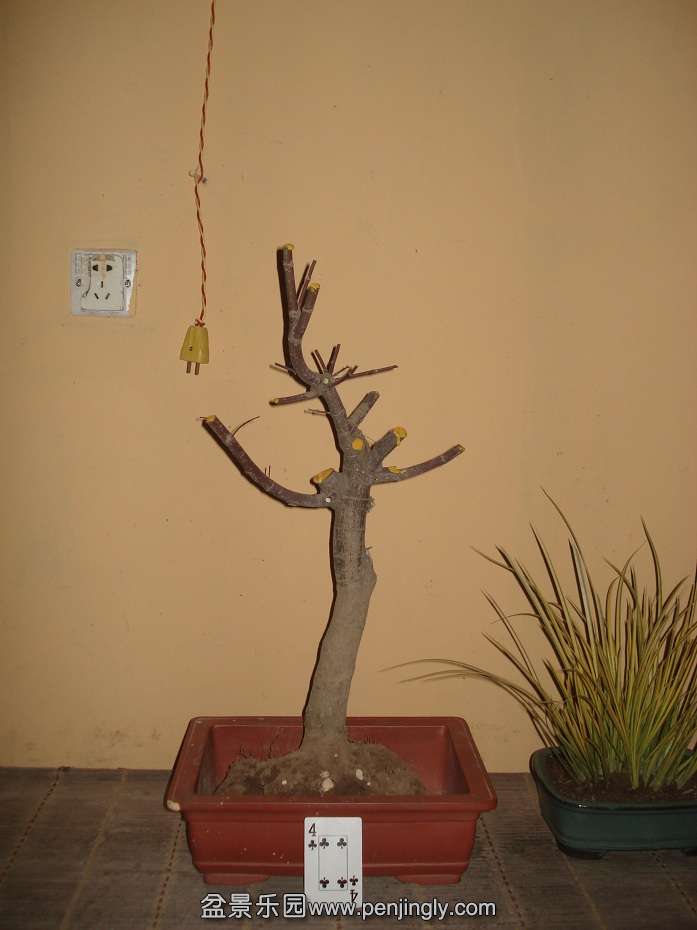 DSC01794.JPG