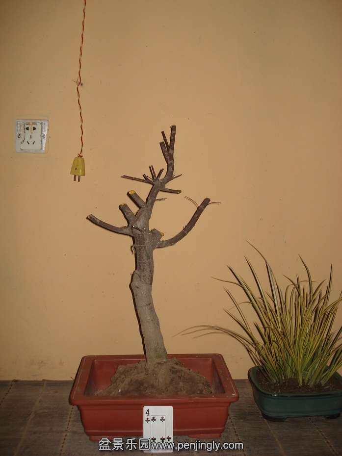 DSC01795.JPG
