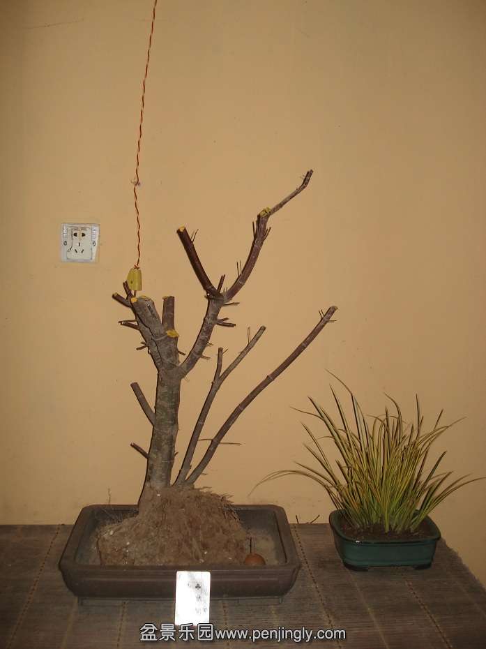 DSC01799.JPG
