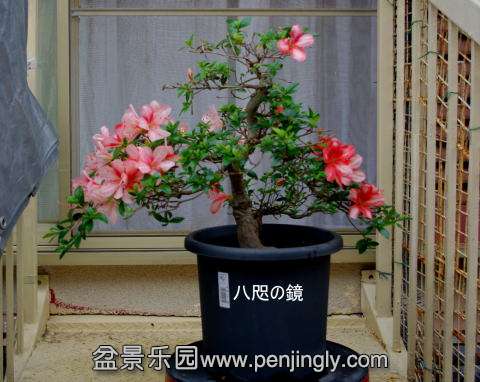 IMGP2381.jpg