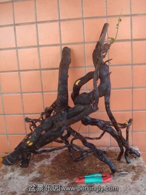 DSC01925.JPG