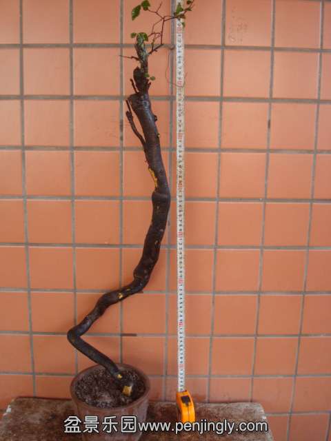 DSC01939.JPG