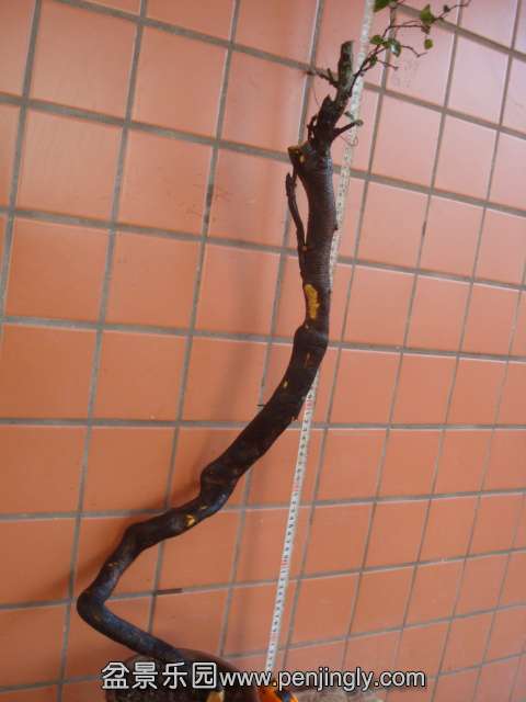 DSC01941.JPG