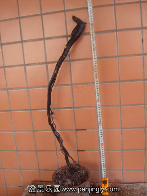 DSC01944.JPG