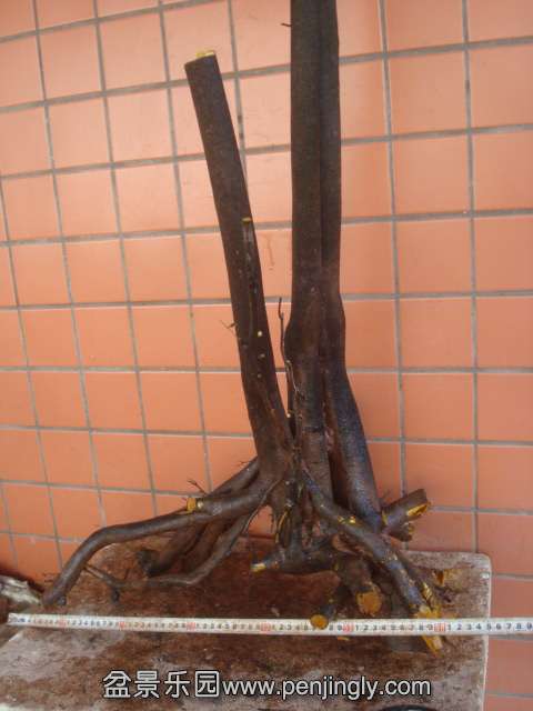 DSC01947.JPG